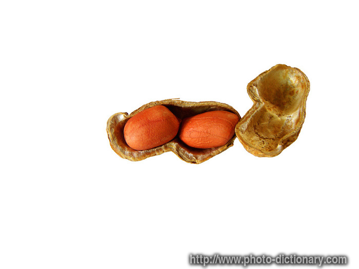 peanuts - photo/picture definition - peanuts word and phrase image