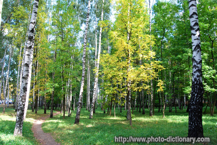 forest landscape - photo/picture definition - forest landscape word and phrase image