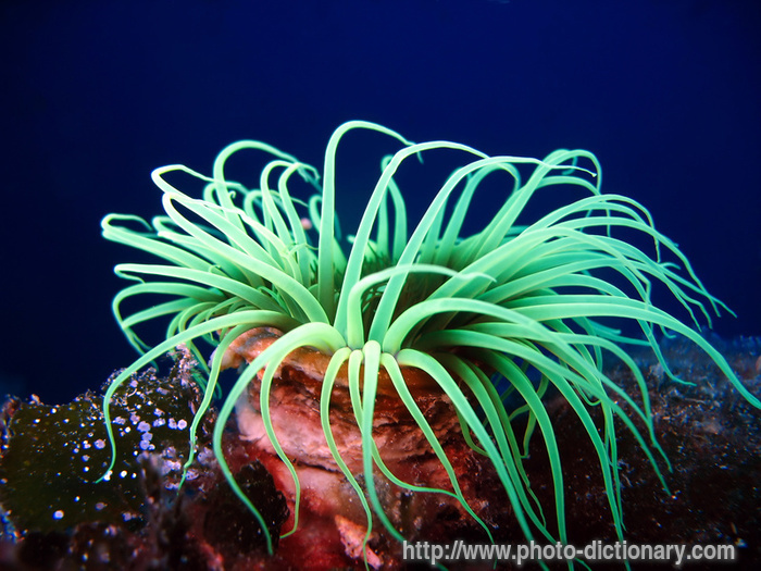 Picture Of Anemone