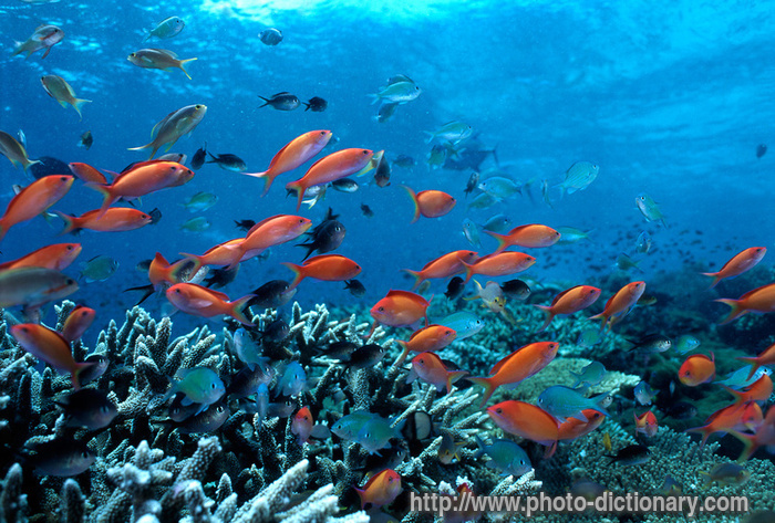 coral fish - photo/picture definition - coral fish word and phrase image