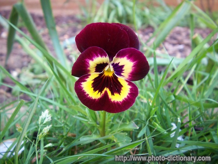 pansy - photo/picture definition - pansy word and phrase image