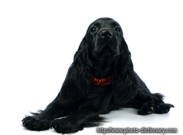 cocker spaniel - photo/picture definition - cocker spaniel word and phrase image