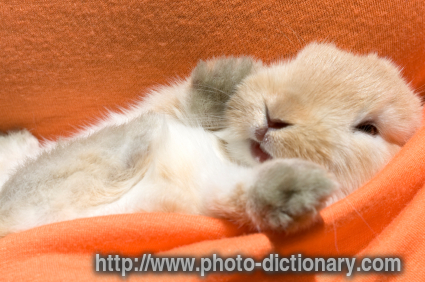 baby rabbit - photo/picture definition - baby rabbit word and phrase image