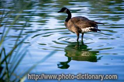 Canadian goose - photo/picture definition - Canadian goose word and phrase image