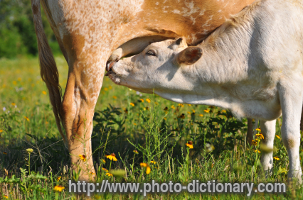 calf nursing - photo/picture definition - calf nursing word and phrase image