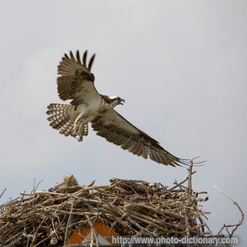 osprey - photo/picture definition - osprey word and phrase image