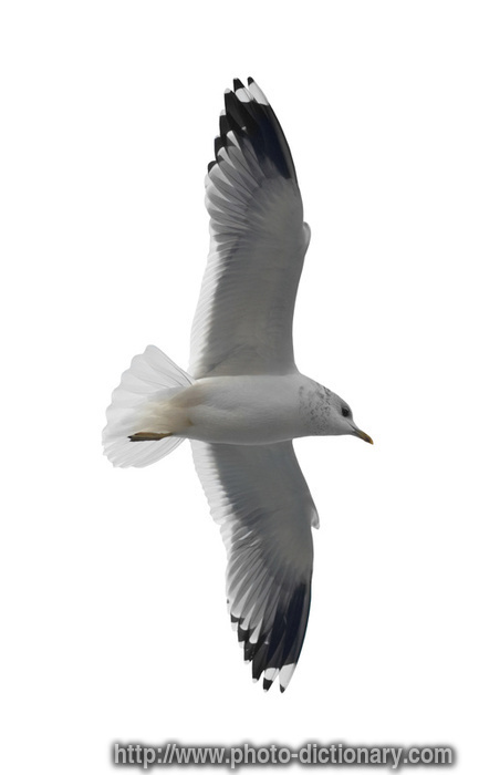 seagull images