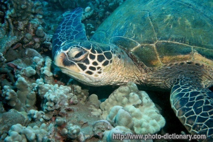 sea turtle - photo/picture definition - sea turtle word and phrase image