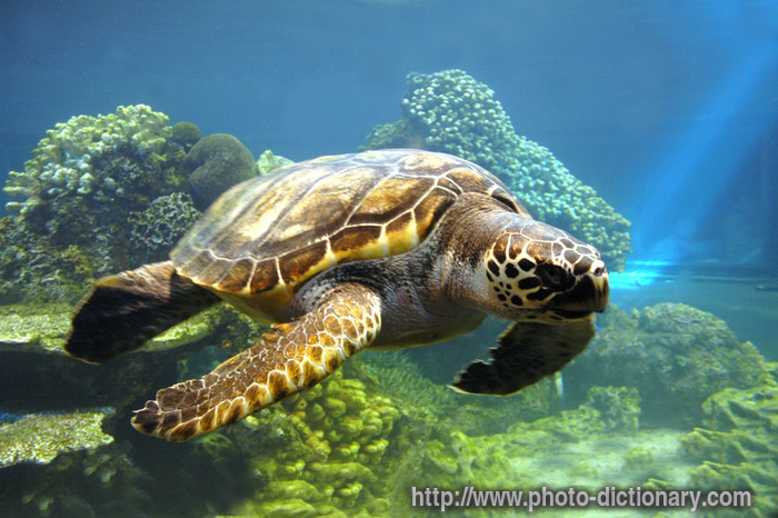 sea turtle - photo/picture definition - sea turtle word and phrase image