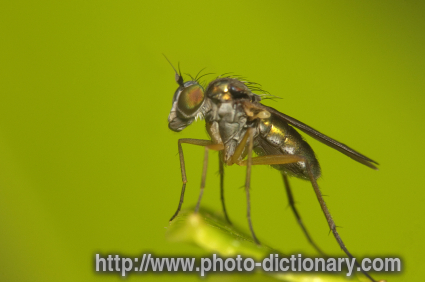 Dolichopodidae fly - photo/picture definition - Dolichopodidae fly word and phrase image