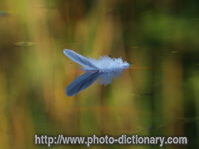 floating feather - photo/picture definition - floating feather word and phrase image