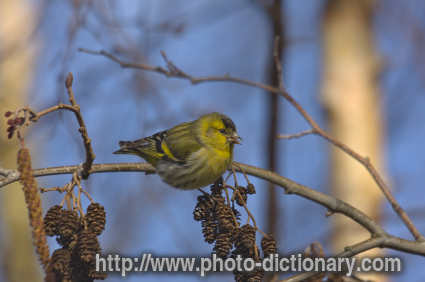 siskin - photo/picture definition - siskin word and phrase image