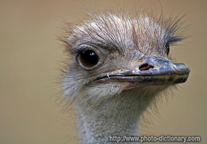 ostrich - photo/picture definition - ostrich word and phrase image