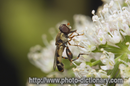 syritta pipiens - photo/picture definition - syritta pipiens word and phrase image
