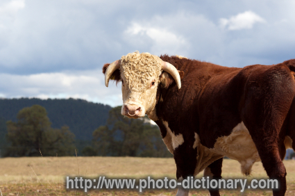 Hereford bull - photo/picture definition - Hereford bull word and phrase image
