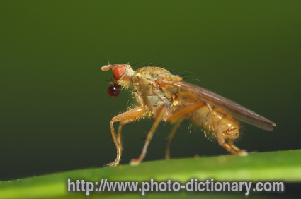 dung fly - photo/picture definition - dung fly word and phrase image