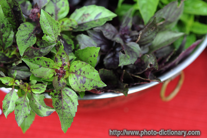 basil - photo/picture definition - basil word and phrase image