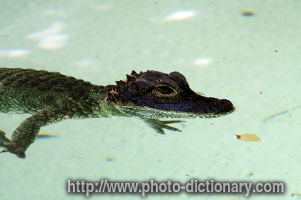 baby crocodile - photo/picture definition - baby crocodile word and phrase image
