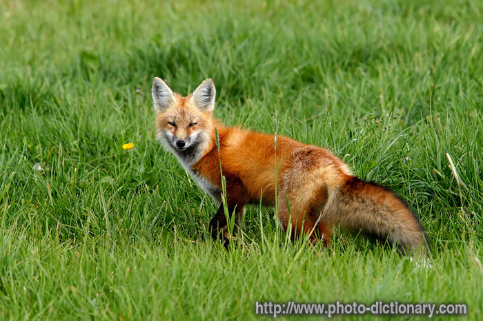 fox size