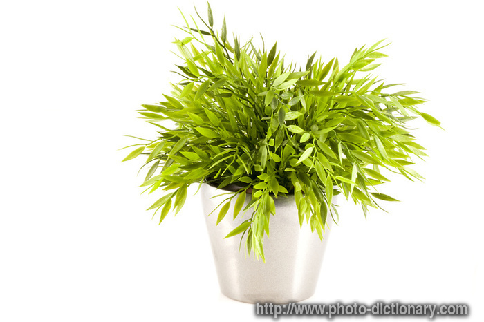 fake plant - photo/picture definition - fake plant word and phrase image