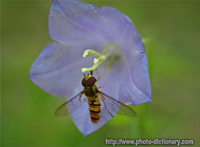 fly - photo/picture definition - fly word and phrase image