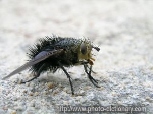 fly - photo/picture definition - fly word and phrase image