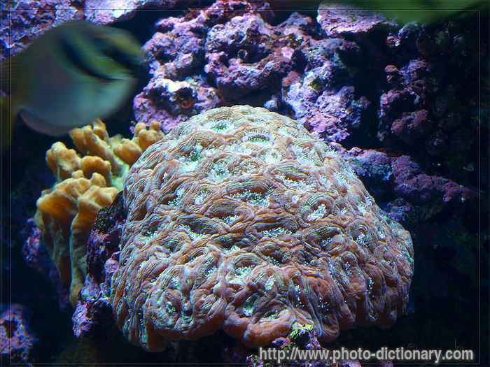 coral - photo/picture definition - coral word and phrase image