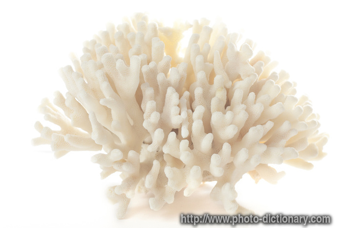 coral - photo/picture definition - coral word and phrase image