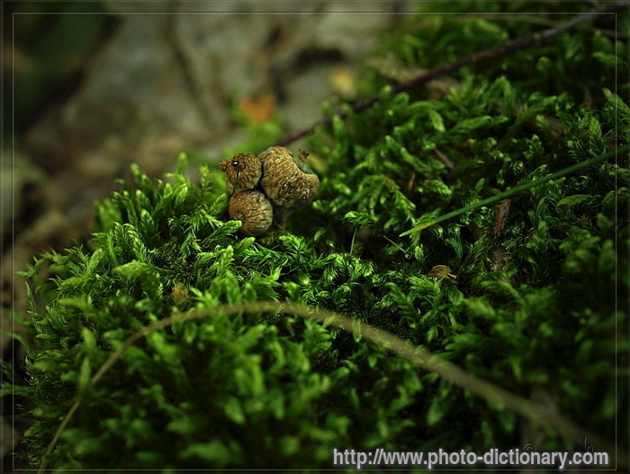 moss - photo/picture definition - moss word and phrase image
