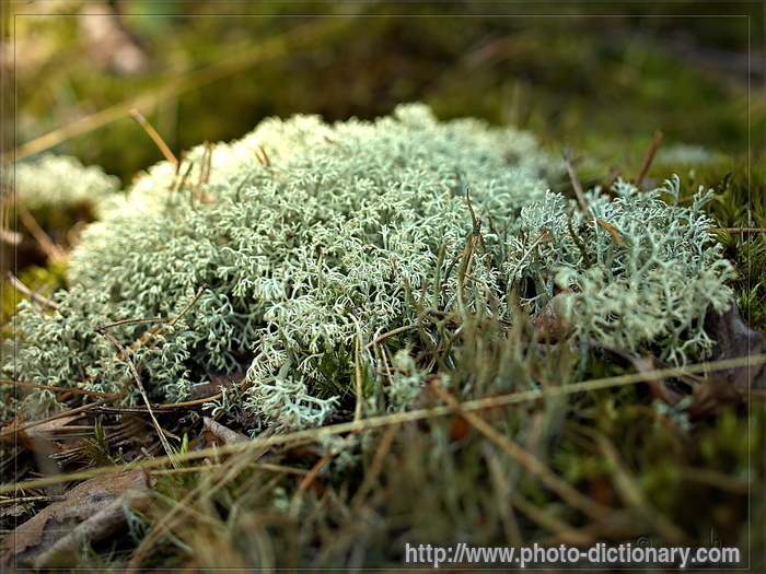 moss - photo/picture definition - moss word and phrase image