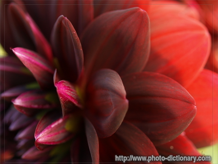 dahlia - photo/picture definition - dahlia word and phrase image
