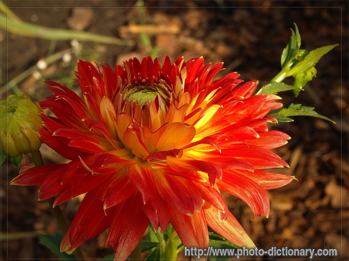 dahlia - photo/picture definition - dahlia word and phrase image
