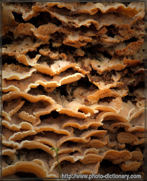 fungus wall