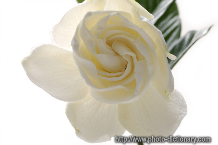 gardenia - photo/picture definition - gardenia word and phrase image