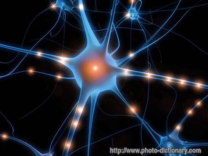 Neuron Pic
