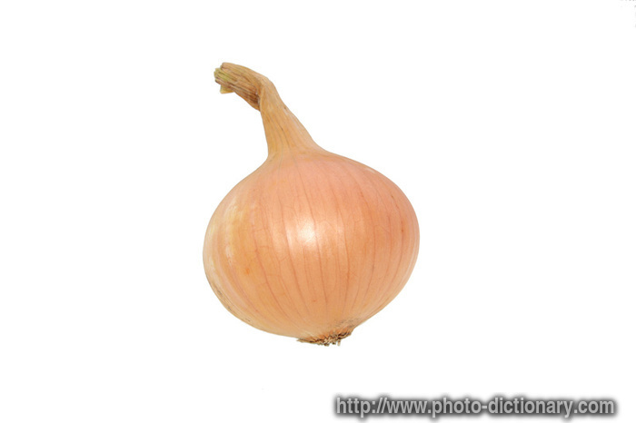 onion bulb - photo/picture definition - onion bulb word and phrase image