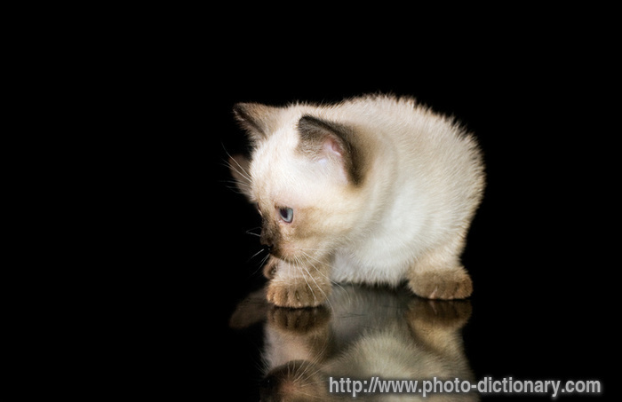 siam kitty - photo/picture definition - siam kitty word and phrase image