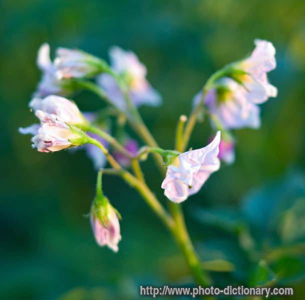 potato flowers photo picture definition potato flowers word and phrase 