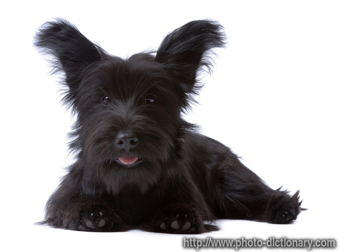 skye terrier - photo/picture definition - skye terrier word and phrase image