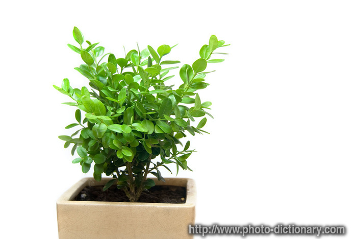 boxwood plant - photo/picture definition - boxwood plant word and phrase image