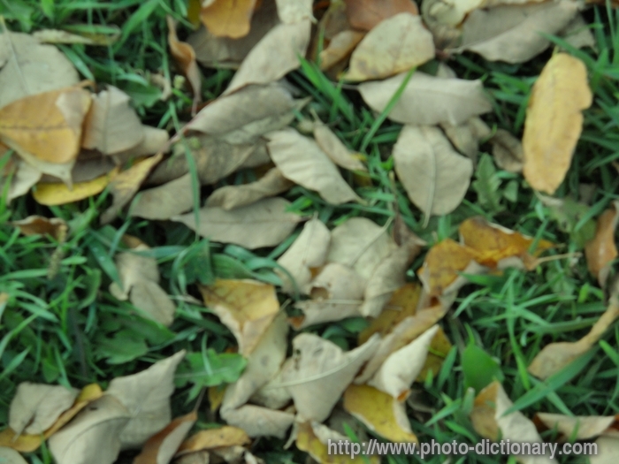 fallen leaves - photo/picture definition - fallen leaves word and phrase image