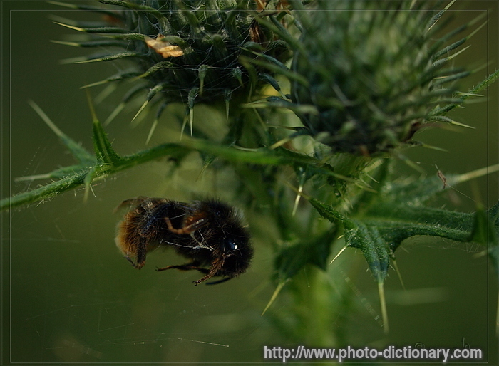 bees - photo/picture definition - bees word and phrase image