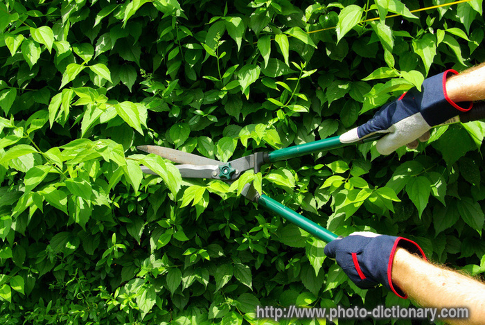 hedge - photo/picture definition - hedge word and phrase image