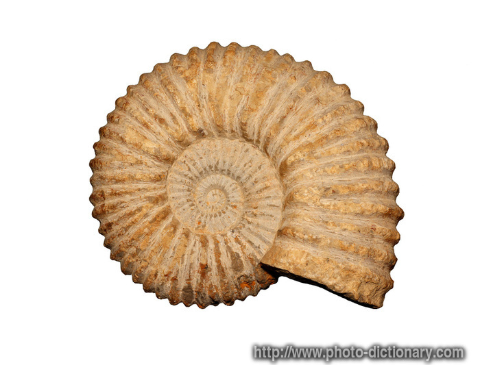 ammonites - photo/picture definition - ammonites word and phrase image