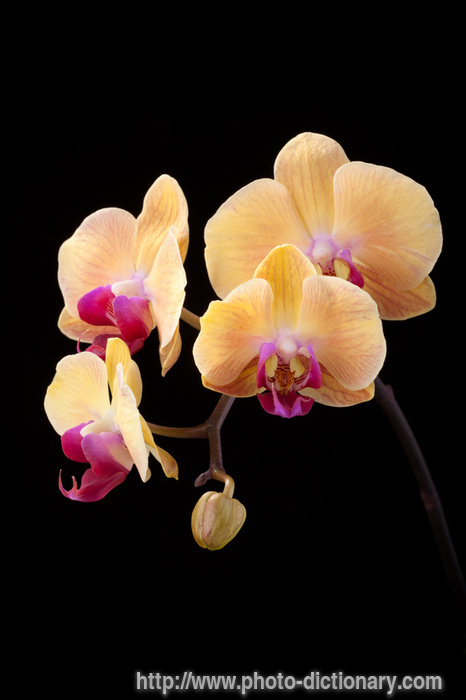 phalaenopsis orchid - photo/picture definition - phalaenopsis orchid word and phrase image