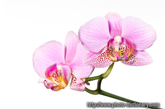 phalaenopsis orchid - photo/picture definition - phalaenopsis orchid word and phrase image