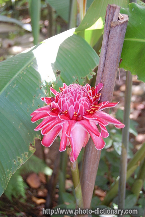 pink torch ginger - photo/picture definition - pink torch ginger word and phrase image