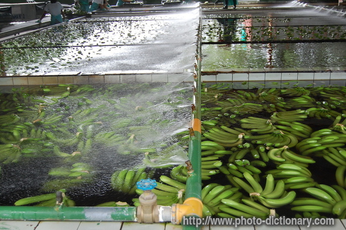 bananas processing - photo/picture definition - bananas processing word and phrase image