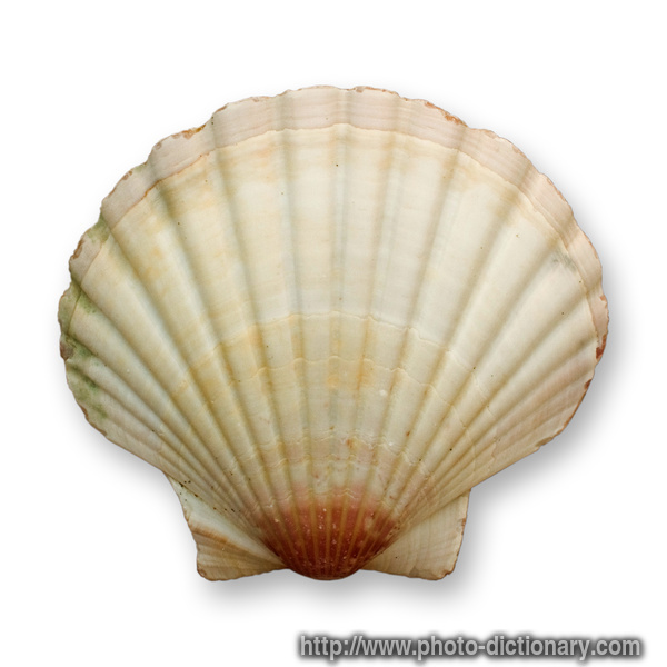 ocean shell - photo/picture definition - ocean shell word and phrase image