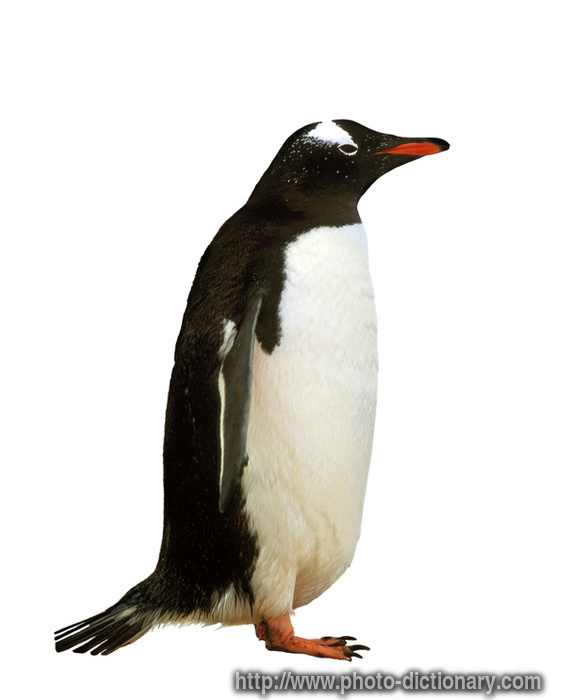 gentoo penguin - photo/picture definition - gentoo penguin word and phrase image